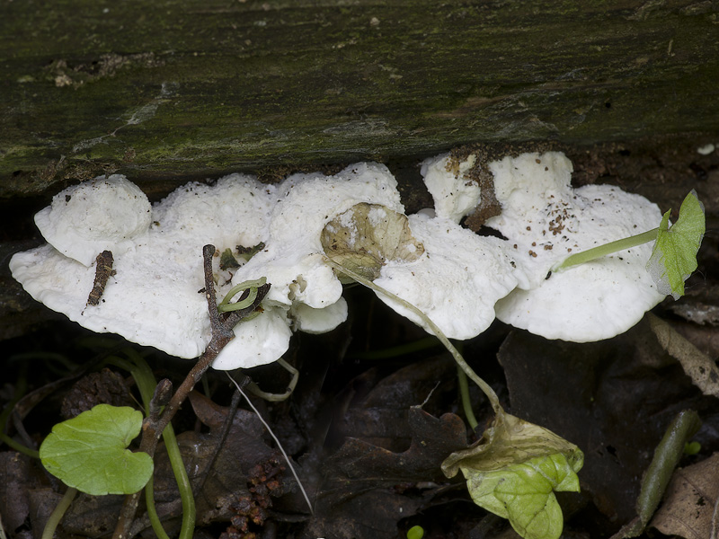 Oligoporus stipticus